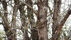  Pöllö istuu puussa, mutta kaikki eivät näe sitä. Oletko jo löytänyt sen?