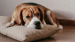 Kuinka auttaa koiraa selviytymään yksinäisyydestä: "tuoksupyyhe" -menetelmä