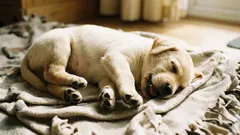 Miksi koira nykii tassuillaan unessa: onko syytä huolestua?