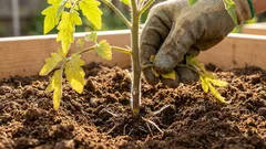 Sadon salaisuus: miksi tomaattitaimien alaosat on poistettava istutuksen yhteydessä