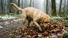 6 tuoksua, jotka tekevät koirat hulluiksi: miksi ne rakastavat raadonsyöjää
