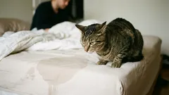 Kissa on alkanut tehdä tarpeensa omistajansa sängylle. Mitkä ovat tämän käyttäytymisen syyt ja miten tilanne voidaan korjata?