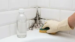 Home mold: how to stop it and why it keeps coming back