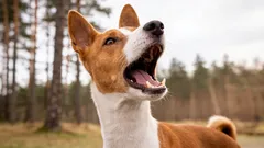 Nämä koirat rikkoivat järjestelmän: mitkä rodut eivät osaa haukkua lainkaan