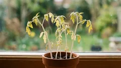 Hätäapu: miten ruokkia heikkoja taimia, jos istutukseen on jäljellä viikko