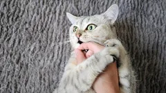 Rakkaudesta puremiseen on vain yksi askel: piilevät syyt siihen, miksi kissa nuolee ja sitten hyökkää