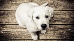 7 rotua, joita yritetään välttää: miksi ne eivät ole suositeltavia?