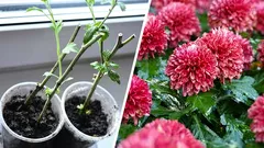 Kuinka lisätä krysanteemeja: kukkien pistokkaat keväällä