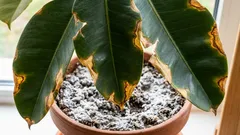 Miten kasvi pyytää apua maaperän suolaantumisen vuoksi. Ensimmäiset merkit