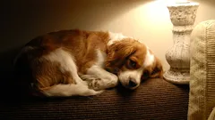 Pitäisikö valot jättää päälle, kun koira jää yksin kotiin?