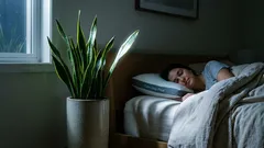 Kolme huonekasvia makuuhuoneeseen, jotka voivat parantaa unta ja puhdistaa ilmaa
