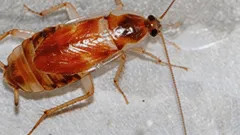 Ensimmäiset merkit torakoiden invaasiosta ja mitä tehdä asialle