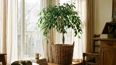 10 pitkäikäistä huonekasvia, jotka pärjäävät arjessa ja elävät jopa vuosikymmeniä