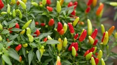 Ihanteellinen paprika: miksi istutuksia ei saa tiheyttää ja mihin etäisyyteen ne tulisi istuttaa