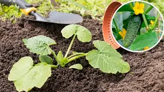 Milloin kurkut kannattaa kylvää ulos: koivut ja voikukat apuna