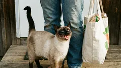 Kissa naukuu vain sinun takiasi. Kyllä, kuulit oikein.