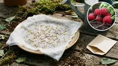 Näin kasvatat retikan napakaksi: vältä ontot ja kitkerät juuret