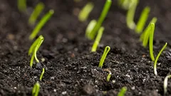 Näin kasvatat ruokasipulit siemenestä yhdessä kasvukaudessa