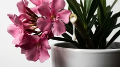 5 suosittua huonekasvia, joita et halua nähdä kotonasi. Kauniita, mutta myrkyllisiä ja oikukkaita.