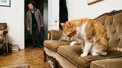 Kissasi ei rakasta sinua: 5 merkkiä, joita sivuutat päivittäin