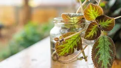 20 huonekasvia, jotka on helpompi nyppiä kuin ostaa