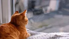 Kuinka kissat ymmärtävät, että omistaja tulee pian kotiin