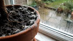 Maaperä on homeen peitossa tai täynnä kärpäsiä: syyt ja ratkaisut.