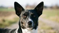 Tanskalais-ruotsalainen maatalouskoira: pieni työkoirarotu, jolla on yllättävän laaja geenipooli