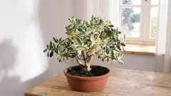 Kuinka usein rahakasvia kastellaan? selkeä rytmi kesälle ja talvelle