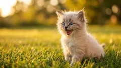 Why does a cat often meow in response when its owner speaks to it?