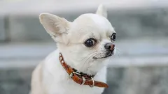 7 koirarotua, joilla on hauskoja tapoja, jotka saavat omistajat ja ohikulkijat hymyilemään