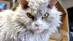 Kuinka voittaa kissan luottamus: rauhalliset signaalit, jotka toimivat myös asunnossa