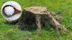  Puunrungosta ei jää jälkeäkään puutarhaan. Puutarhureille hyväksi todettu menetelmä.