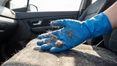 Eläinten karvat ja haju katoavat jäljettömiin: nopeat keinot auton sisätilojen puhdistamiseen