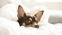 Miksi koira nukkuu omistajansa tyynyllä? Koulutusvirhe vai rakkauden osoitus?