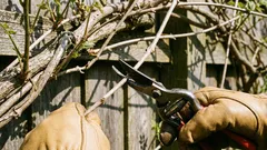 Kasvit, jotka on karsittava maaliskuussa, jotta kukinta vilkastuu.