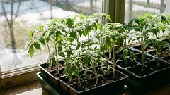 Mitä kannattaa kylvää taimiksi maaliskuussa, jotta sato ei jää saamatta