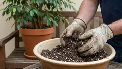 Miksi en heitä vanhaa multaa pois ruukuista?