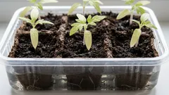 Hellävarainen taimien kasvatus: kuinka kastella taimia, jotta pinnalle ei muodostu kuorta