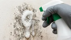 Kuinka puhdistaa seinät nopeasti homeesta: kerromme, mitkä kotikonsetit auttavat