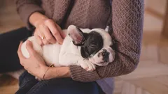 7 merkkiä siitä, että olet vastuullinen koiranomistaja